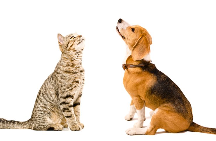 benefits of spaying and neutering