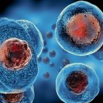 The Potential, Incredible Benefits of Stem Cell Research benefits of stem cell research