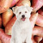 Supercharge Your Pup’s Health, the Incredible Benefits of Sweet Potatoes for Dogs benefits of sweet potatoes for dogs