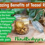 The Power of Teasel Root, Incredible Benefits benefits of teasel root