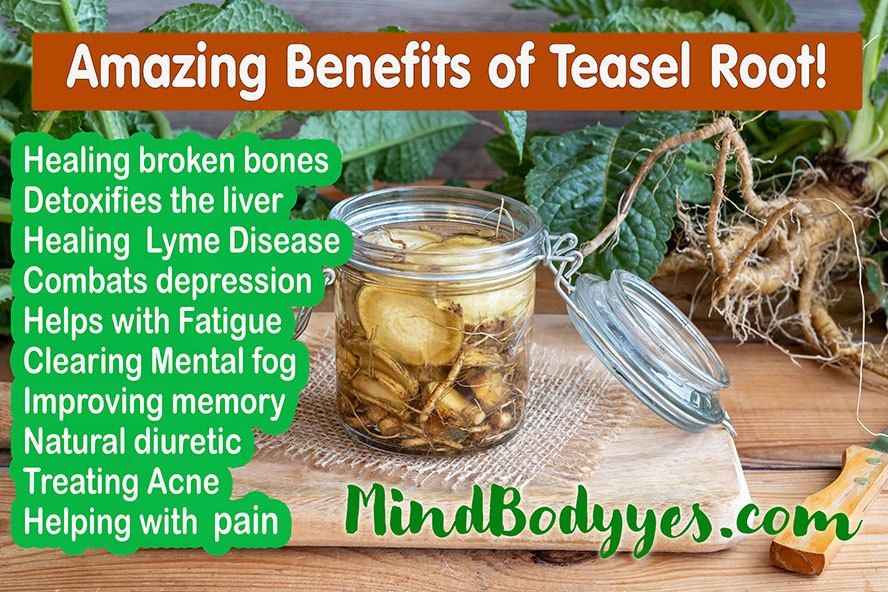 benefits of teasel root