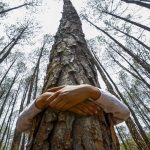 Embrace the Healing Power of Tree Hugging, Incredible Benefits of Connecting with Nature benefits of tree hugging
