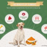 Golden Benefits of Turmeric for Dogs, A Natural Health Boost benefits of turmeric for dogs