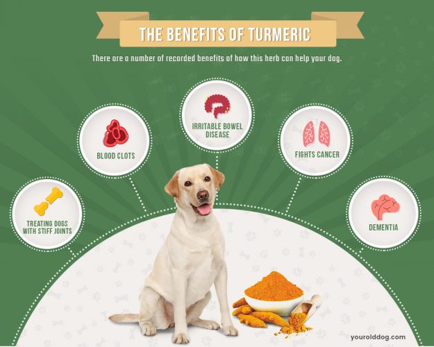 benefits of turmeric for dogs