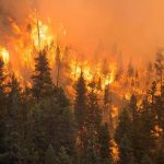 The Hidden Benefits of Wildfires, Nature’s Regenerative Force benefits of wildfires