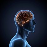 Cognitive Fuel, Remarkable Cognitive Benefits of Creatine cognitive benefits of creatine