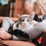 Pawsitively Healthy, Surprising Health Benefits of Owning a Cat health benefits of owning a cat
