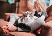 Pawsitively Healthy, Surprising Health Benefits of Owning a Cat health benefits of owning a cat