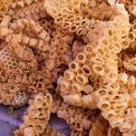 Nature’s Power, The Remarkable Health Benefits of Propolis health benefits of propolis