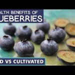 The Incredible Health Benefits of Wild Blueberries, A Delicious Boost for Your Well-being health benefits of wild blueberries