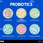 Power of Probiotics, A Comprehensive List of Strains and Their Incredible Benefits list of probiotic strains and benefits