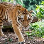 Best Places to Encounter Majestic Tigers in India