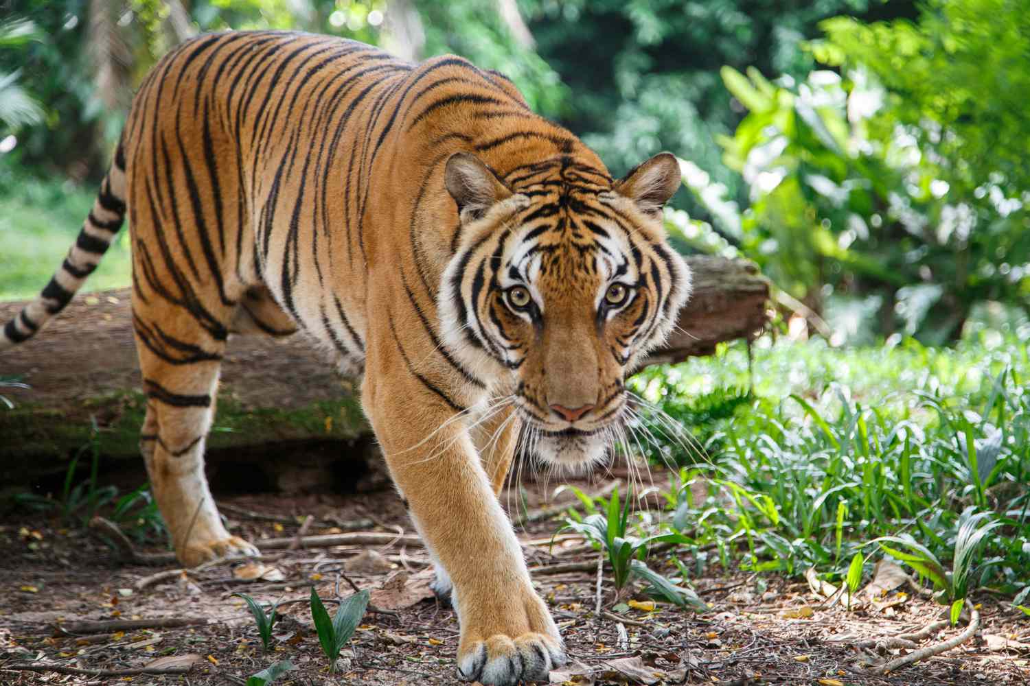 Best Places to Encounter Majestic Tigers in India