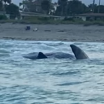 Race Against Time: Rescue Efforts Underway for Beached Sperm Whale in Venice, Florida Sperm whale beached off Venice