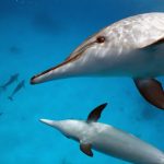 Dive Deep into Dolphin Delights: Celebrate National Dolphin Day at SeaWorld! Dive Deep into Dolphin Delights