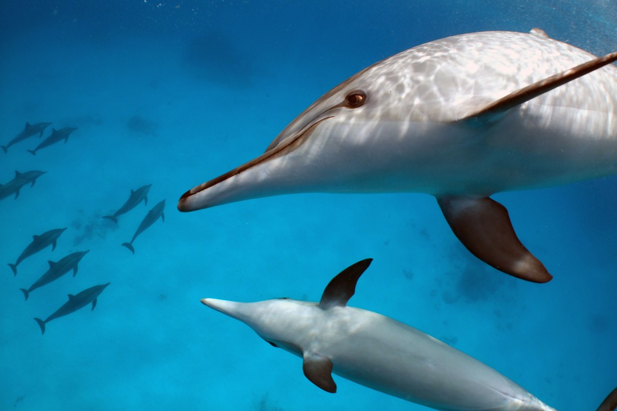 Dive Deep into Dolphin Delights