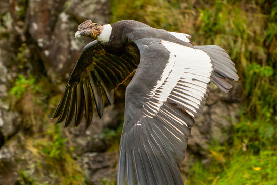 Condor Soars into the Future