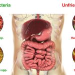 How Gut Bacteria Influence Mental Health and the Body’s Stress Response gut bacteria