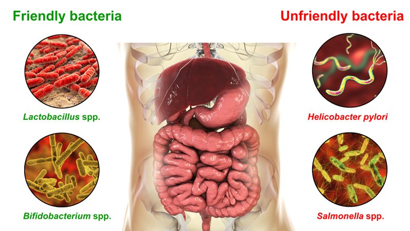 gut bacteria