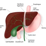 16 Warning Signs Your Liver Isn’t Functioning Properly 16 Warning Signs Your Liver Isn’t Functioning Properly