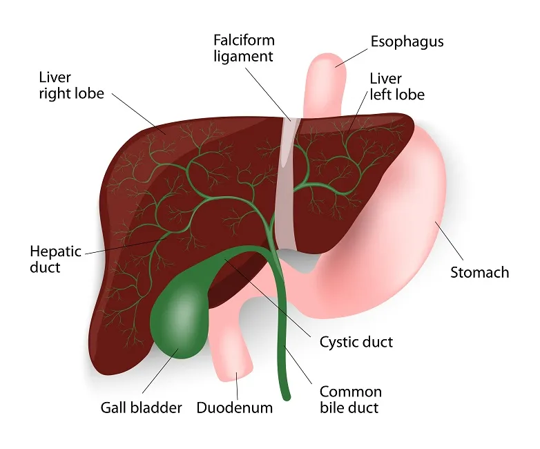 16 Warning Signs Your Liver Isn’t Functioning Properly