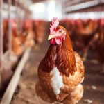 H5N1 Bird Flu Growing Concerns Amid Human Cases Avian influenza