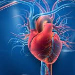 The Risks of Delaying a Heart Health Check Heart Health Check