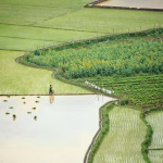 Agrobotics